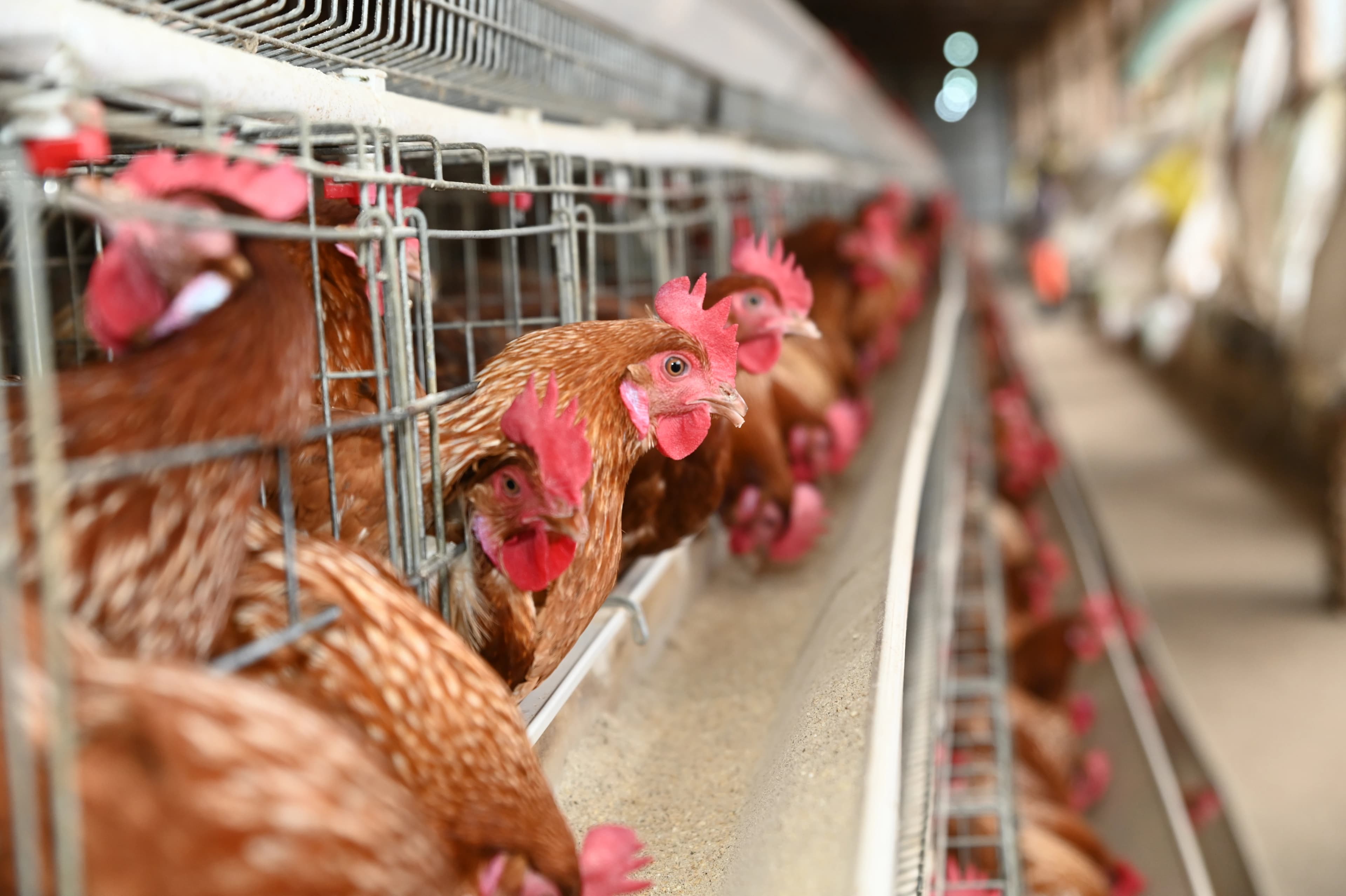 Who we are - Tunga Nutrition team