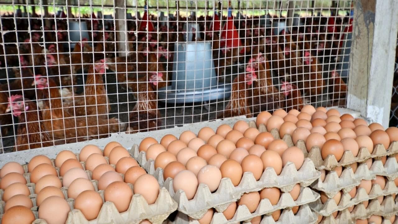 Optimising Egg Production: Nutrition, Management, and Market Strategies for Farmers