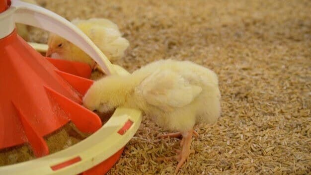 The Benefits of Using Hendrix Pre-Starters for Your Chicks